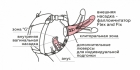 Фаллоимитатор неоскин с поясом Harness (L=17 см, D=3,5 см)